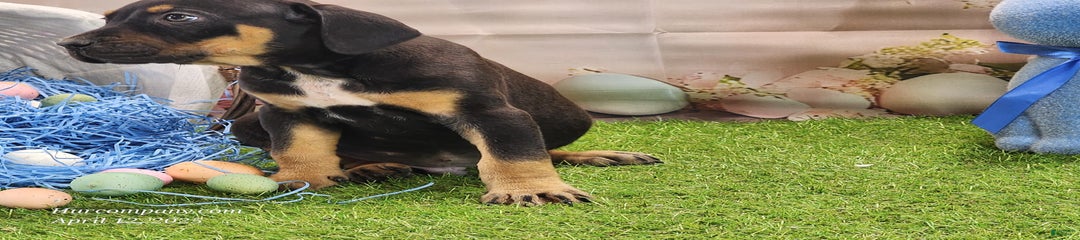 Juliet 2025 M2 Catahoula Puppy