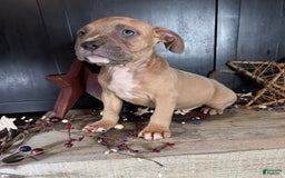 American Bully dogs for sale: Tip - Image 4