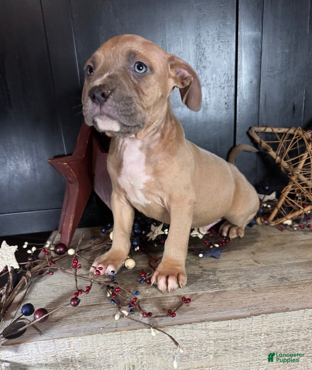 American Bully dogs for sale: Tip - Image 4