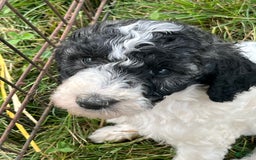 Standard Poodle dogs for sale: Tiny - Image 1