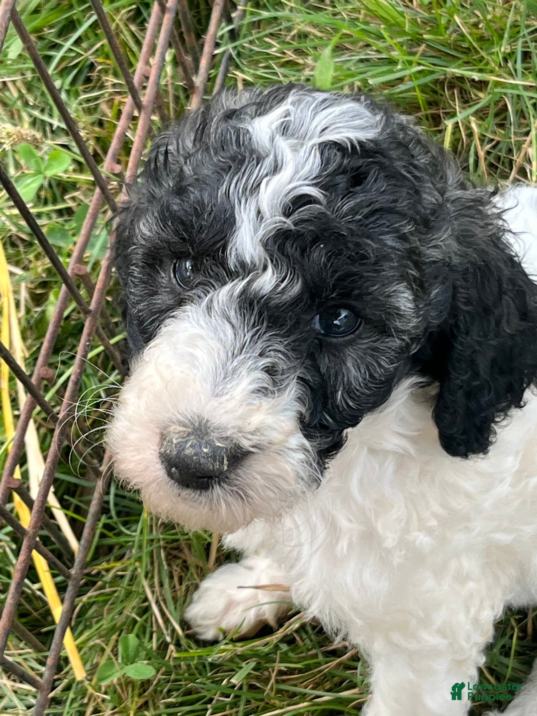 Standard Poodle dogs for sale: Tiny - Image 1