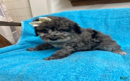 Miniature Poodle dogs for sale: Finn - Image 1
