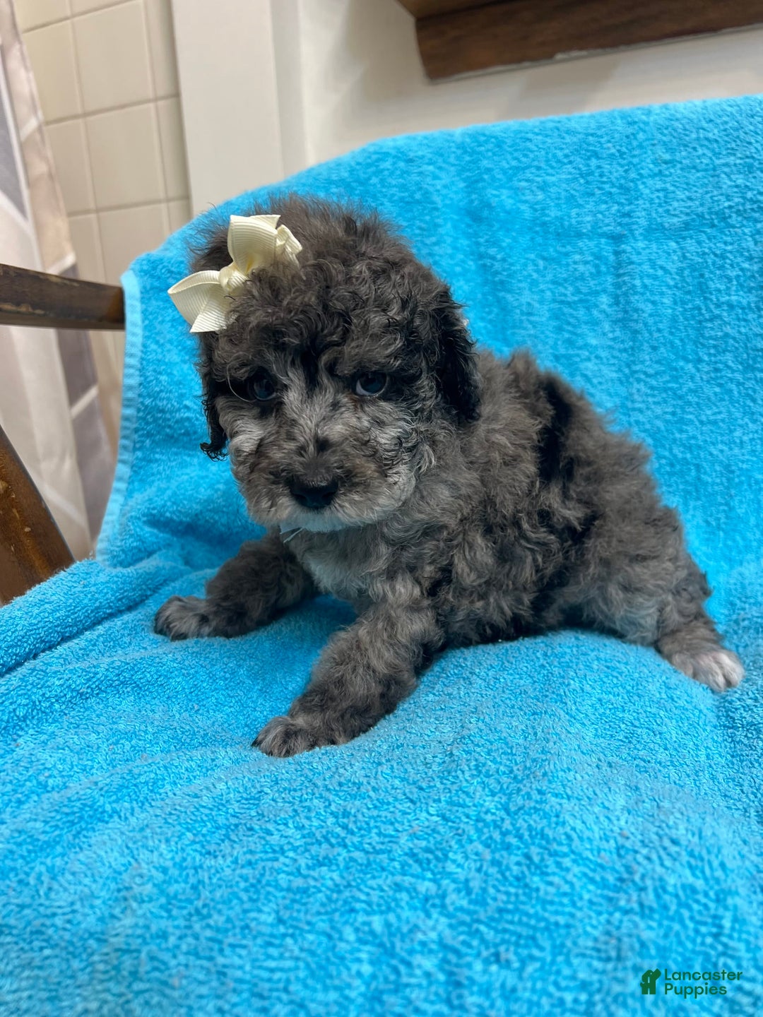Miniature Poodle dogs for sale: Finn - Image 1