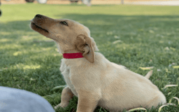 Labrador Retriever dogs for sale: Simba - Image 3