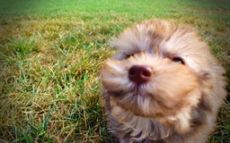 Havapoo dogs for sale: Jazzy - Image 15