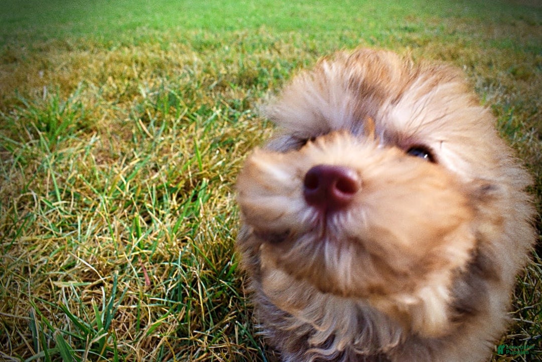 Havapoo dogs for sale: Jazzy - Image 15