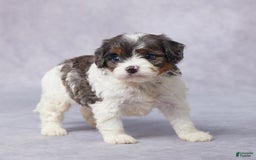 Cavapoo dogs for sale: Drake - Image 5