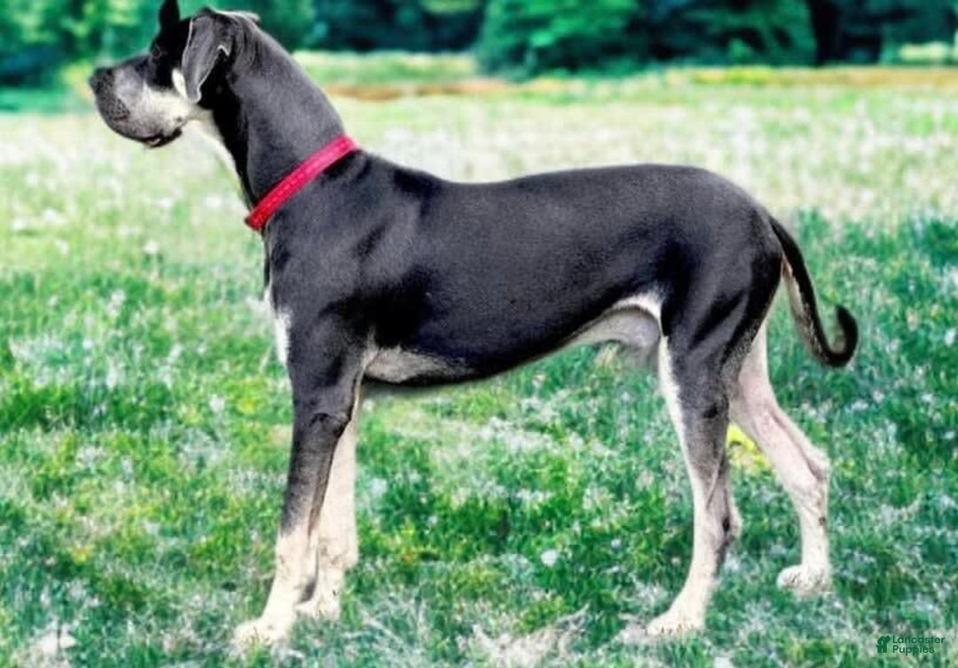 Great Dane dogs for sale: Blue Female Purple Collar - Image 7
