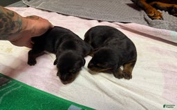 Doberman Pinscher dogs for sale: Male Puppy - Image 11