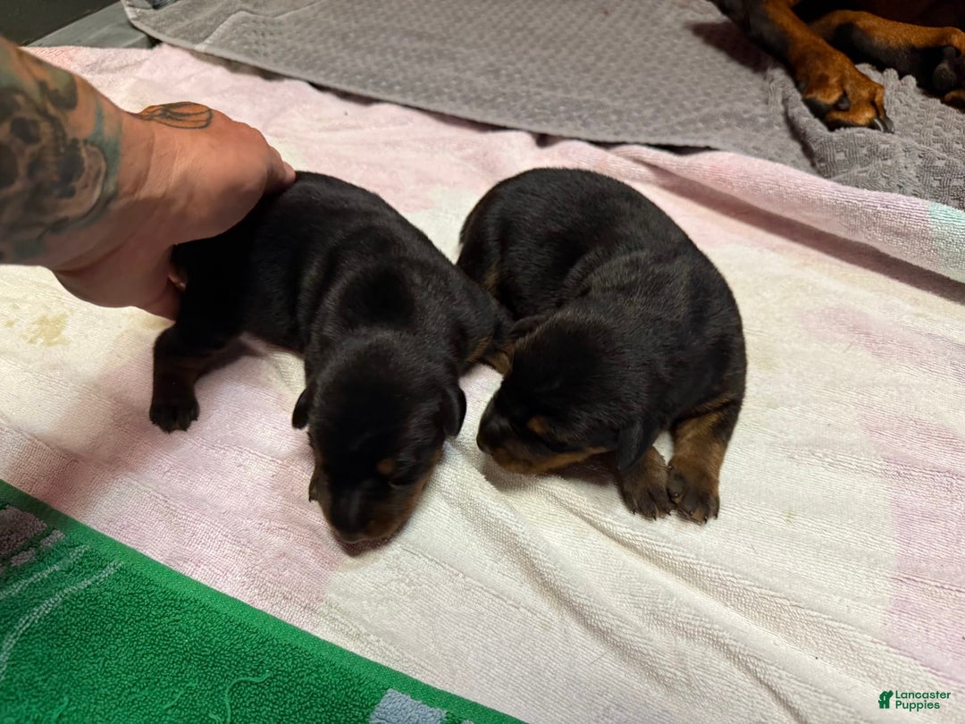 Doberman Pinscher dogs for sale: Male Puppy - Image 11
