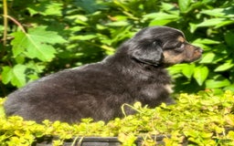 Miniature Australian Shepherd dogs for sale: Coal - Image 3