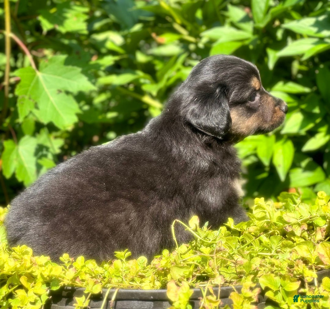 Miniature Australian Shepherd dogs for sale: Coal - Image 3
