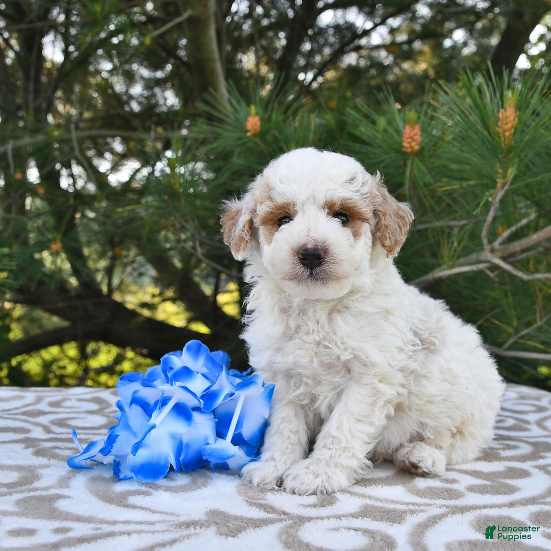 Mini Goldendoodle dogs for sale: Buster - Image 1