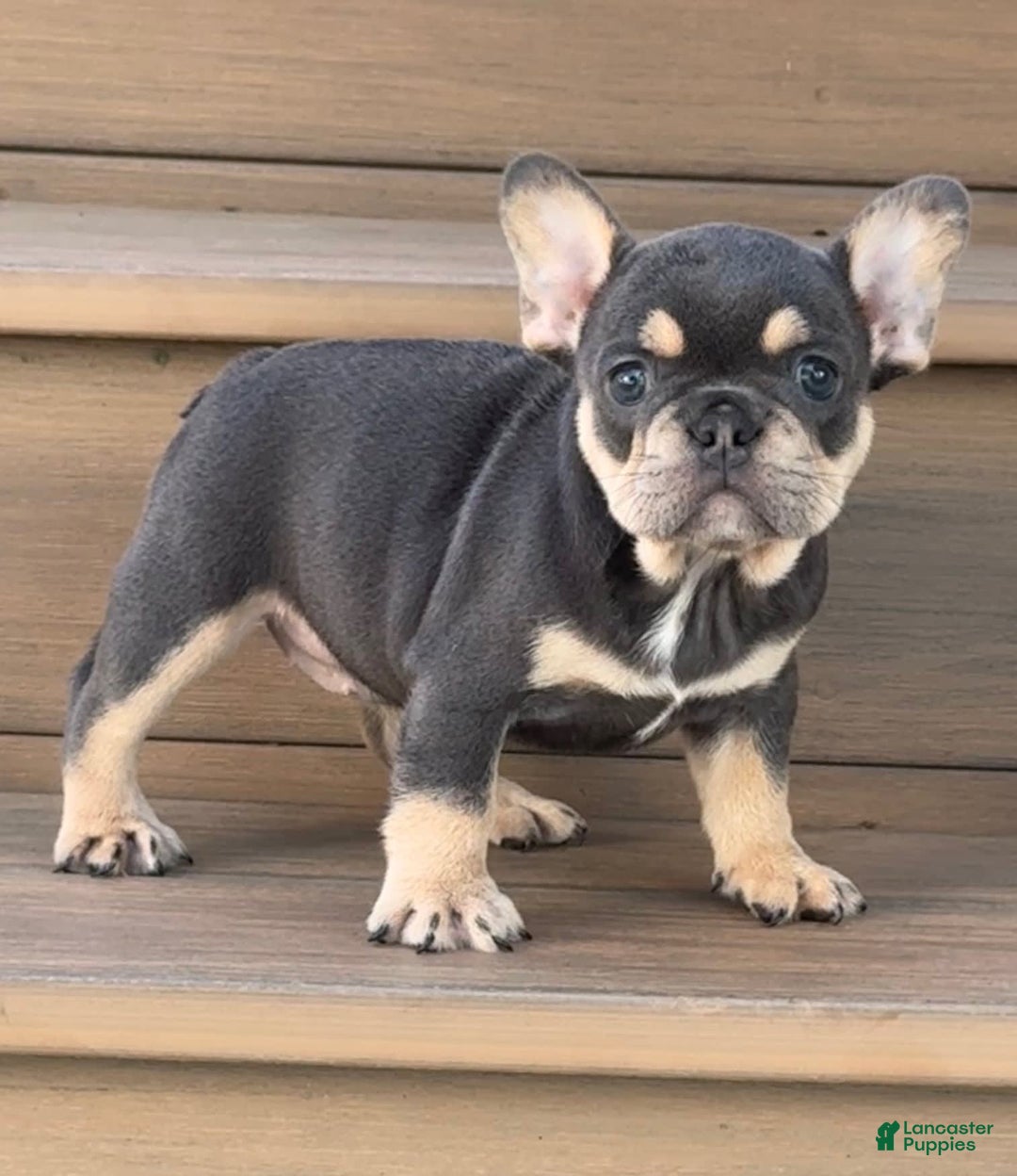 French Bulldog dogs for sale: Honey - Image 4