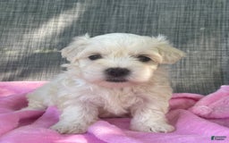 Coton De Tulear dogs for sale: Sophia - Image 1