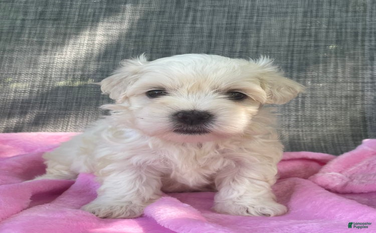 Coton De Tulear dogs for sale - Ad 1
