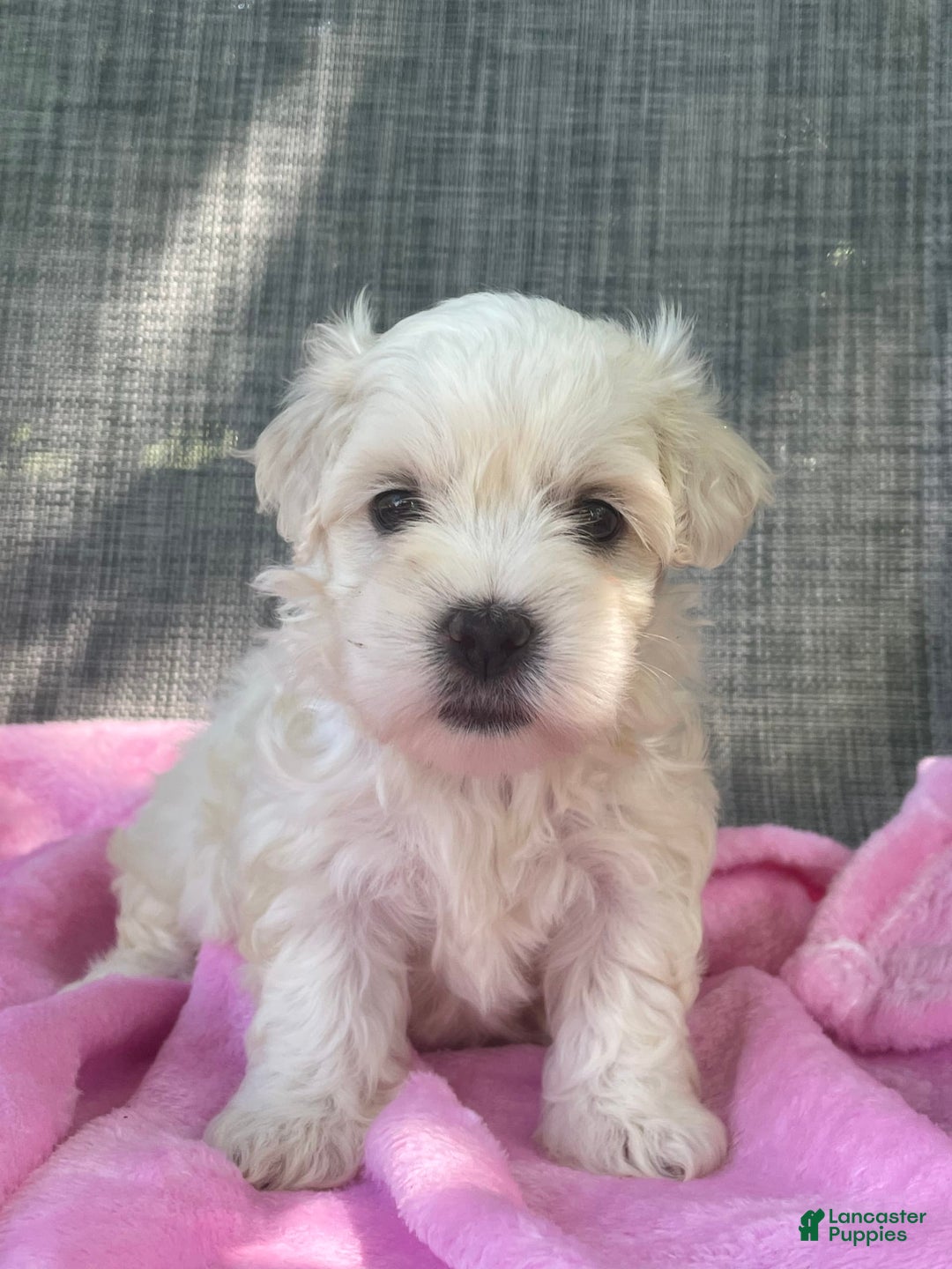 Coton De Tulear dogs for sale: Sophia - Image 1