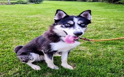 Gerberian Shepsky dogs for sale: Mateo - Image 7