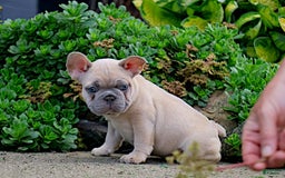 French Bulldog dogs for sale: Emma - Image 6