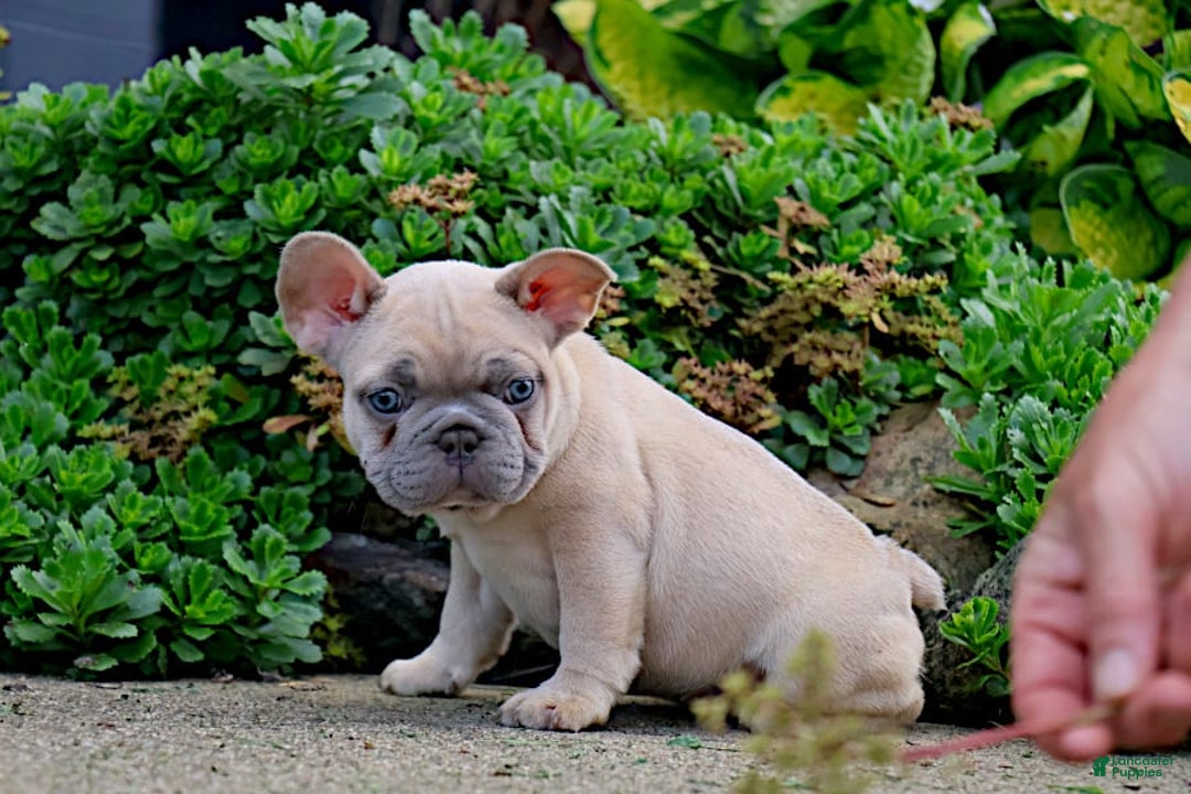 French Bulldog dogs for sale: Emma - Image 6