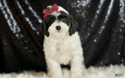 Cavapoo dogs for sale: Crasher - Image 6