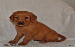 Golden Retriever dogs for sale: Golden Retriever 11 puppies - Image 21