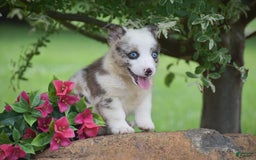 Welsh Corgi Pembroke dogs for sale: Rascle - Image 4
