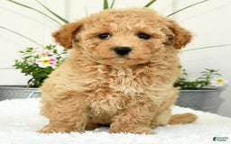 Bichpoo dogs for sale: Ivory - Image 8