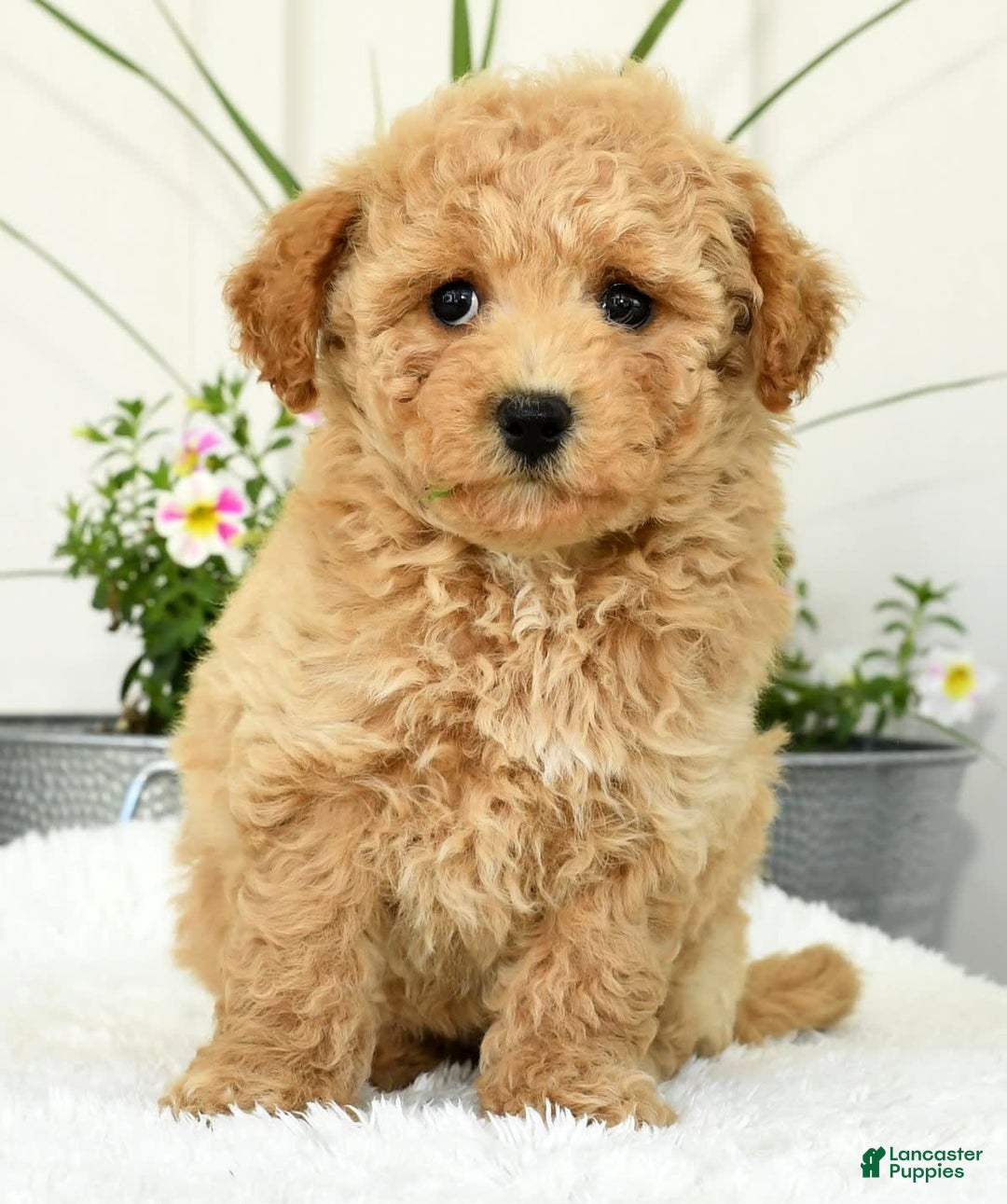 Bichpoo dogs for sale: Ivory - Image 8
