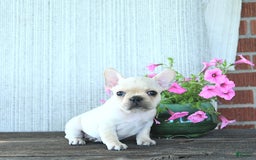 French Bulldog dogs for sale: Lavendar - Image 3