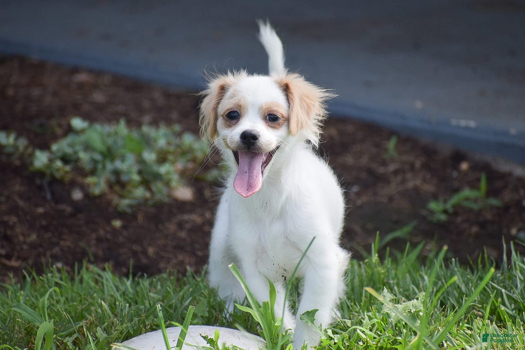 Cavapoo dogs for sale: Hana - Image 6