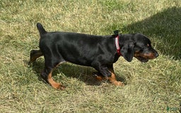 Doberman Pinscher dogs for sale: Reno - Image 4