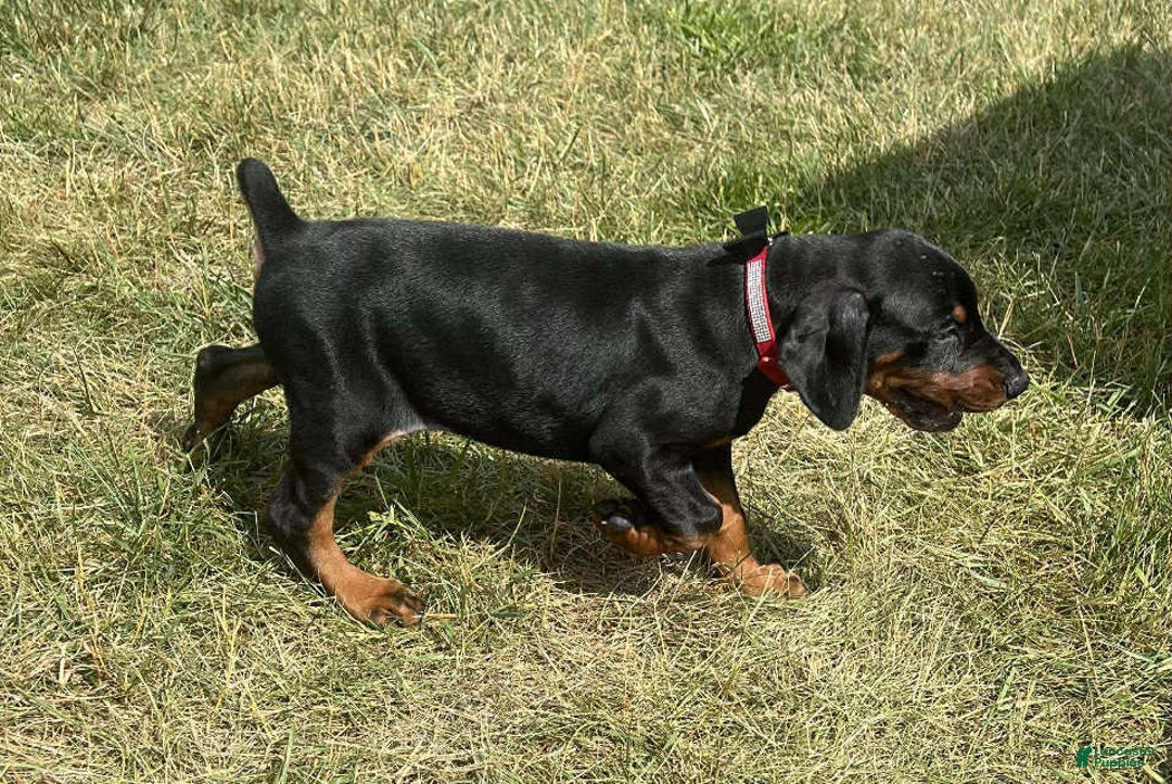 Doberman Pinscher dogs for sale: Reno - Image 4