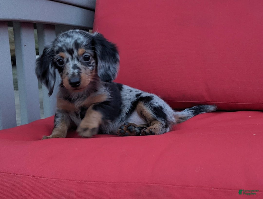 Miniature Dachshund dogs for sale: Princess - Image 2