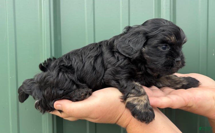 Shihpoo dogs for sale - Ad 5