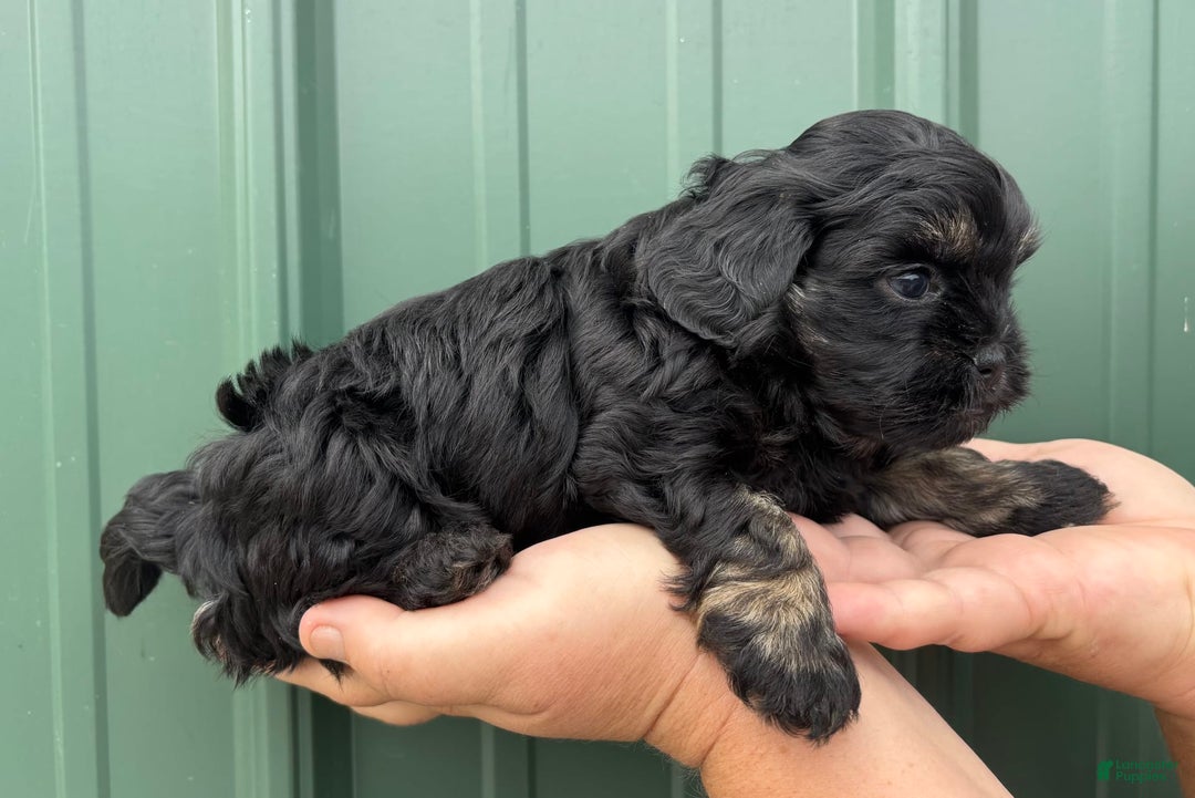 Shihpoo dogs for sale: Clinker - Image 1