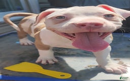 American Bully dogs for sale: Aphrodite - Image 6