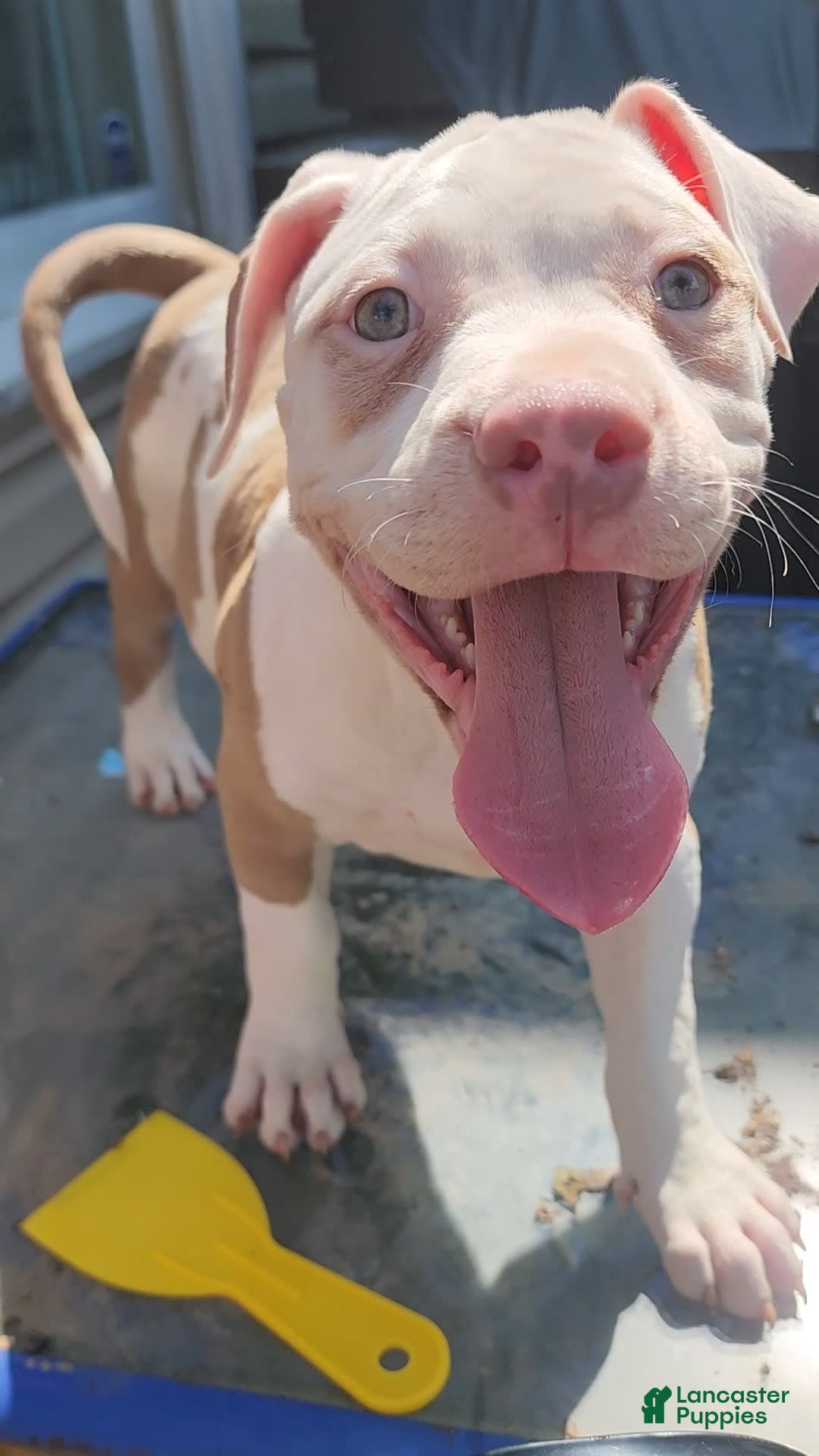 American Bully dogs for sale: Aphrodite - Image 6