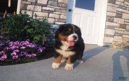 Bernese Mountain Dog dogs for sale: Diamond - Image 3