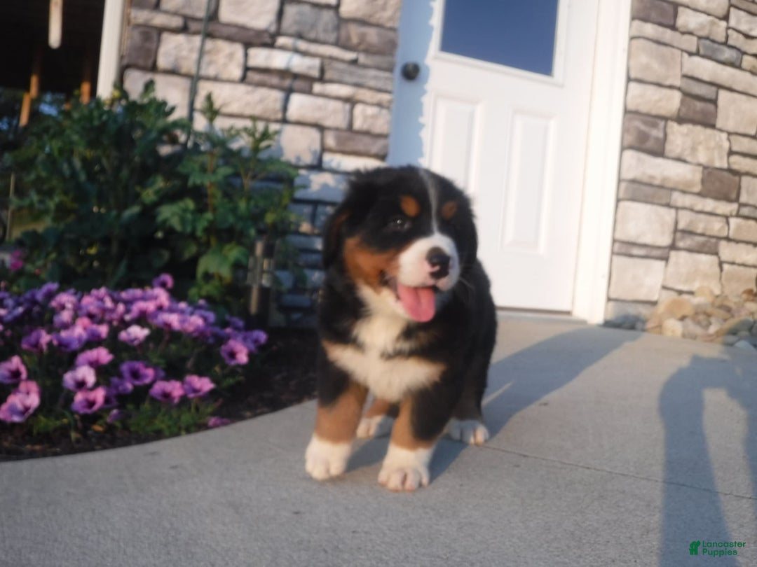Bernese Mountain Dog dogs for sale: Diamond - Image 3