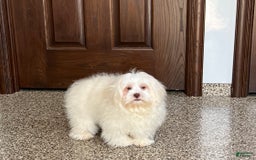 Lhasa Apso dogs for sale: Alice - Image 3