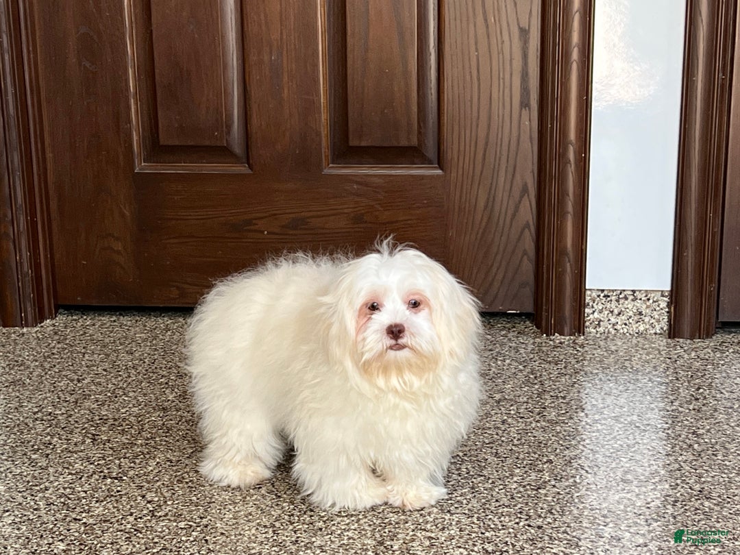Lhasa Apso dogs for sale: Alice - Image 3