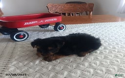 Yorkshire Terrier dogs for sale: Tippy - Image 1