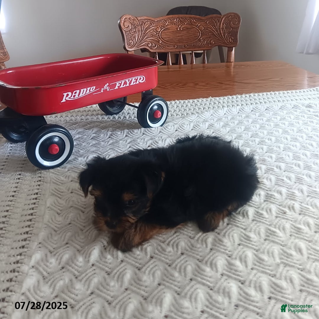 Yorkshire Terrier dogs for sale: Tippy - Image 1