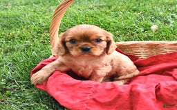 Cavalier King Charles Spaniel dogs for sale: Charlie - Image 7
