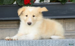 Collie dogs for sale: Perry - Image 5