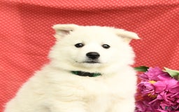 American Eskimo dogs for sale: Magnolia - Image 7