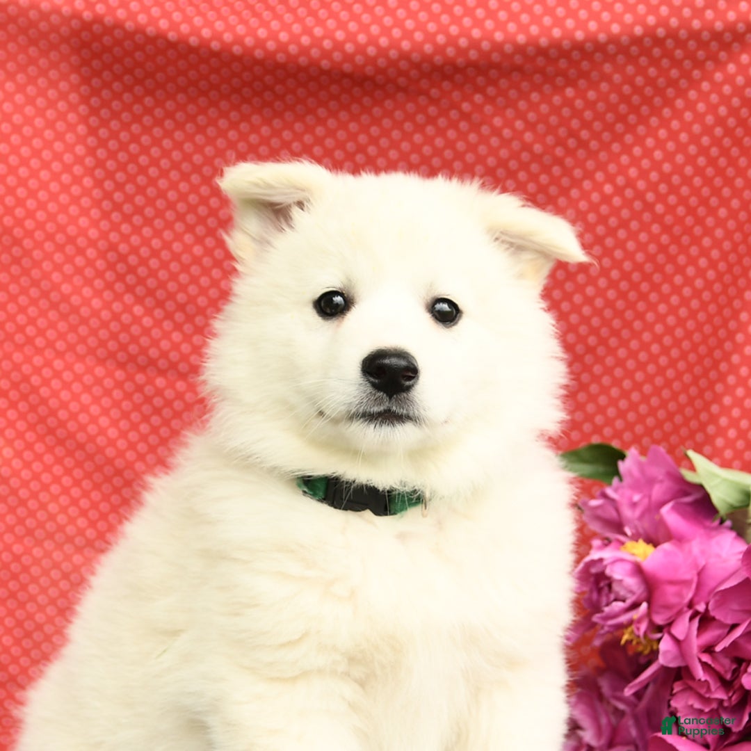 American Eskimo dogs for sale: Magnolia - Image 7
