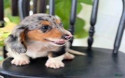 Miniature Dachshund dogs for sale: Miniature Dachshund 7 puppies - Image 9