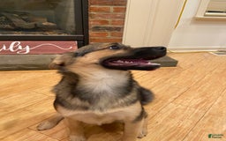 Keeshond dogs for sale: Winnie - Image 5